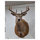 Taxidermy White Tale Deer Shoulder Mount