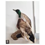 Taxidermy Mallard Duck