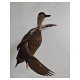 Taxidermy Duck Mount