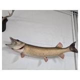 Reproduction Muskellunge (Muskie)