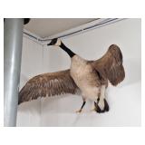 Taxidermy Canadian Goose Mount