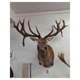 Taxidermy South Pacific Red Deer Stag Shoulder