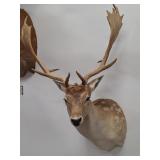 Taxidermy Fallow Deer