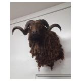 Taxidermy Black Corsican Ram