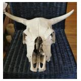 Steer Skull