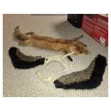 Red Fox Pelt, 2 Fur Collars, Deer Antlers