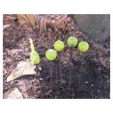 Solar Garden Lights