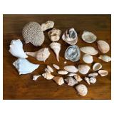 Collection of Seashells