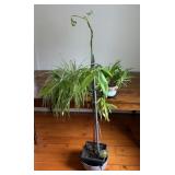 Three Very Healthy House Plants with Containers