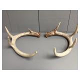 8 Point Buck White Tail Deer Antler Sheds