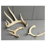 Three Small White Tail Deer Antler Sheds