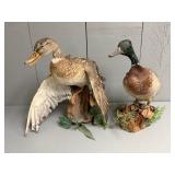 Pair of Taxidermy Mallard Ducks on Wood Stands
