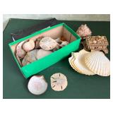 Box of Assorted Shells