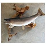 Mounted Trout on Driftwood