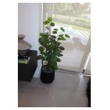 Planter with Artificial Aralia Balfour Tree