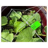 Two Potted Melon Plants