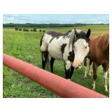 Black and White Gelding