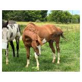 Red and White Gelding