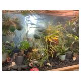 Tropical Plant Collection