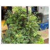 Assorted Potted Plants and Solar Lighting