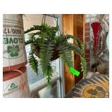 Hanging Fern Baskets