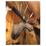 19-68 TAXIDERMY COLLECTION - ANTIQUES - FURNITURE