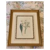 Original Curtis Botanical