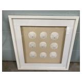 Framed Sand Dollars