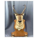 Mounted Pronghorn w/Gun Mount