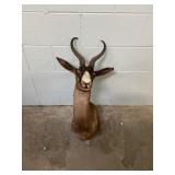 Mounted Blesbok