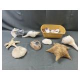 Lot of Seashells