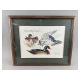 Ontario Wood Duck Print by Bob Berry