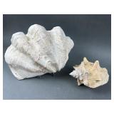 Giant Clam Shell & Queen Conch Shell