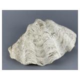 Natural/Replica Giant Clam Shell