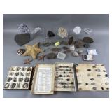 Large Lot of Fossils, Rocks, Minerals & Shells