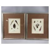 Framed Prints of Mollusks
