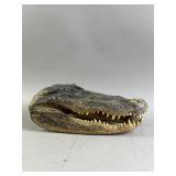Preserved Taxidermy Alligator Head