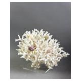White Branch Coral Fossil W/ Seashells & Stand