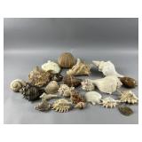 Lot of Seashells