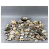 Lot of Seashells