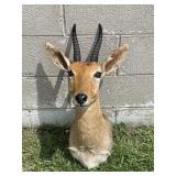 Southern Mountain Reedbuck Taxidermy Mount