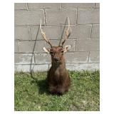 Japanese Sika Deer Taxidermy Shoulder Mount