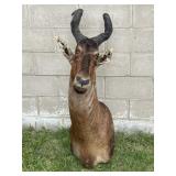 Cape Hartebeest Botswana Taxidermy Mount