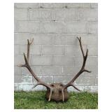 Taxidermy Mount Large Set of Elk Antlers