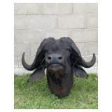 Cape Buffalo Zimbabwe Taxidermy Shoulder Mount
