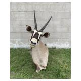 Gemsbok Botswana Taxidermy Shoulder Mount