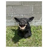 Taxidermy Mount of Black Pig with Tusks