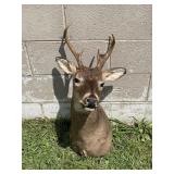 Whitetail Deer Buck Taxidermy Shoulder Mount