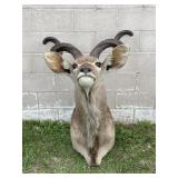 Greater Kudu Taxidermy Shoulder Mount