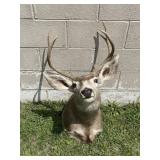 Mule Deer Taxidermy Shoulder Mount